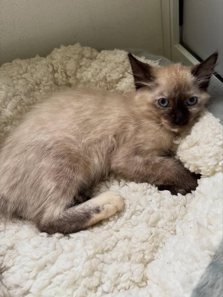Celeste, gata de porte pequeno para adoção em Rio de Janeiro - RJ — foto 3 de 4
