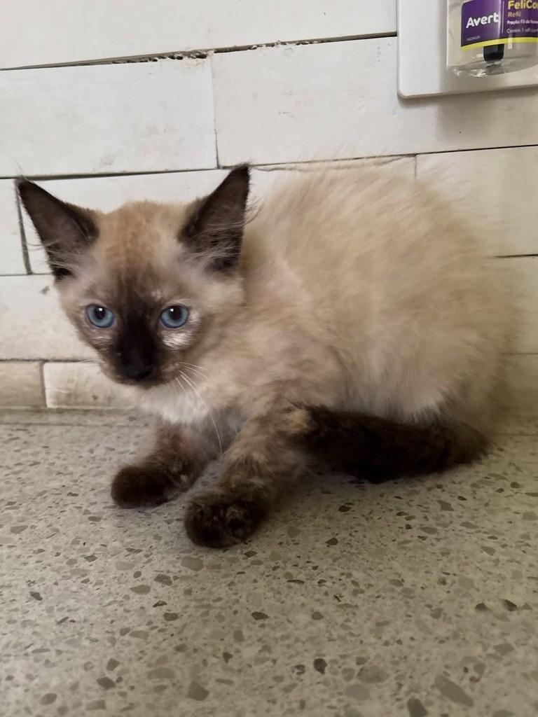Celeste, gata de porte pequeno para adoção em Rio de Janeiro - RJ — foto 4 de 4