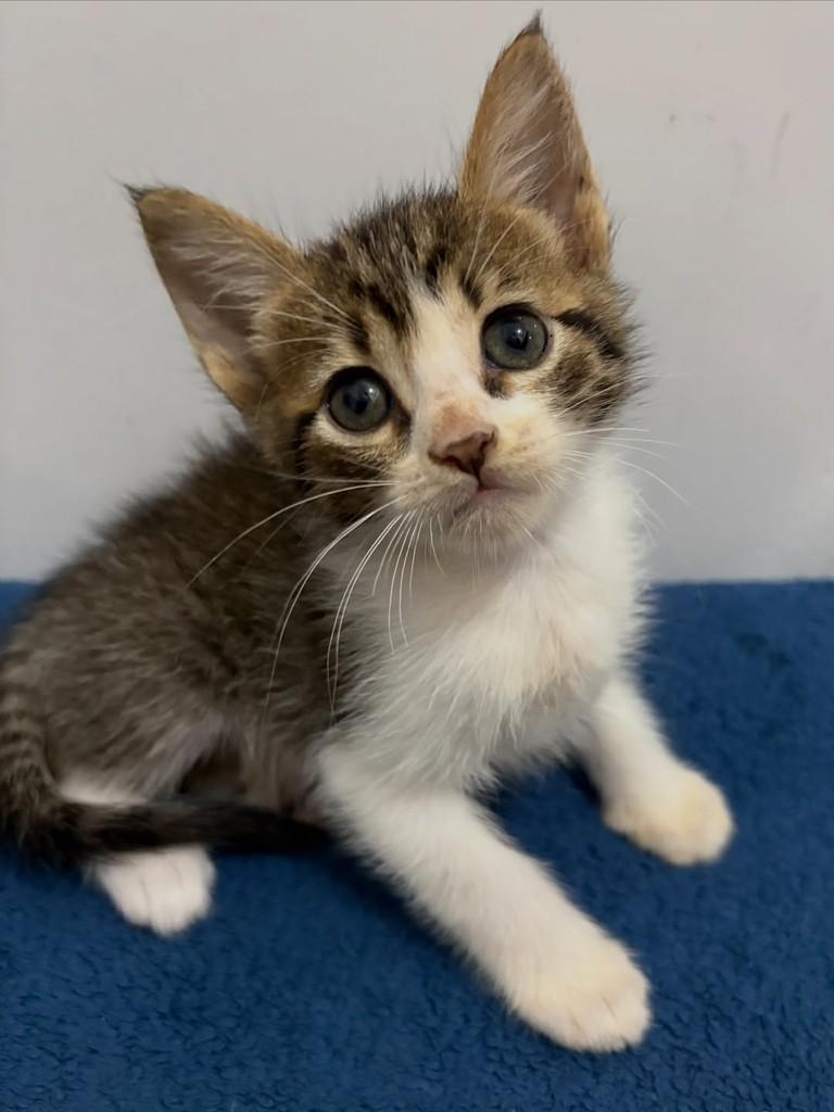 Flávio, gato de porte pequeno para adoção em Rio de Janeiro - RJ