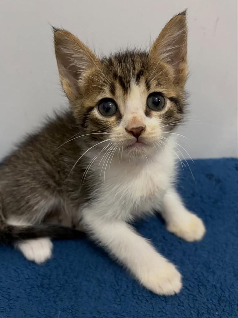 Flávio, gato de porte pequeno para adoção em Rio de Janeiro - RJ — foto 2 de 2