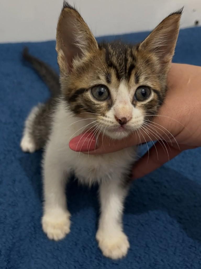 Bella, gata para adoção em Rio de Janeiro - RJ