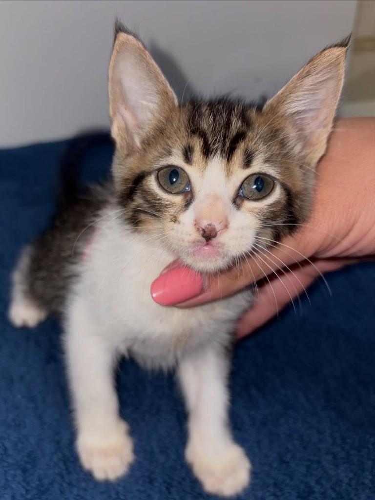 Bella, gata para adoção em Rio de Janeiro - RJ — foto 2 de 3