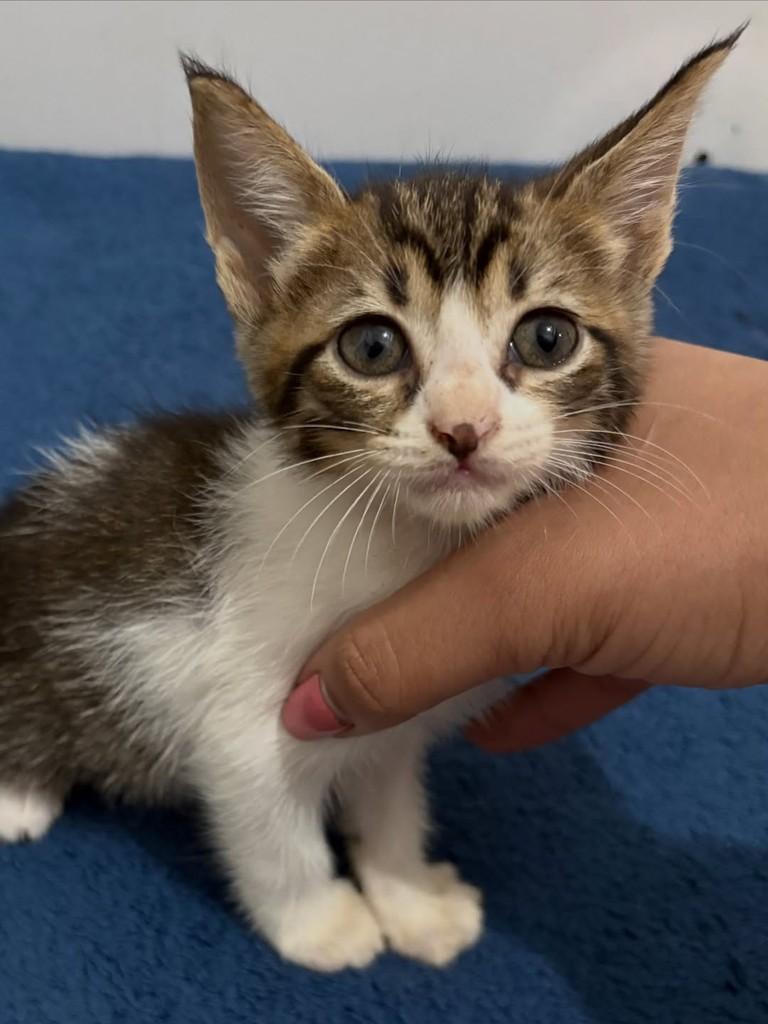 Bella, gata para adoção em Rio de Janeiro - RJ — foto 3 de 3