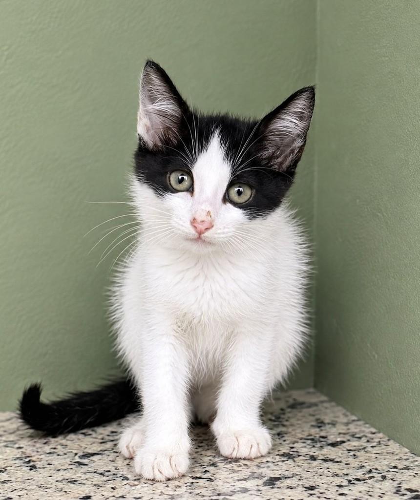 Floquinho, gato de porte pequeno para adoção em Rio de Janeiro - RJ