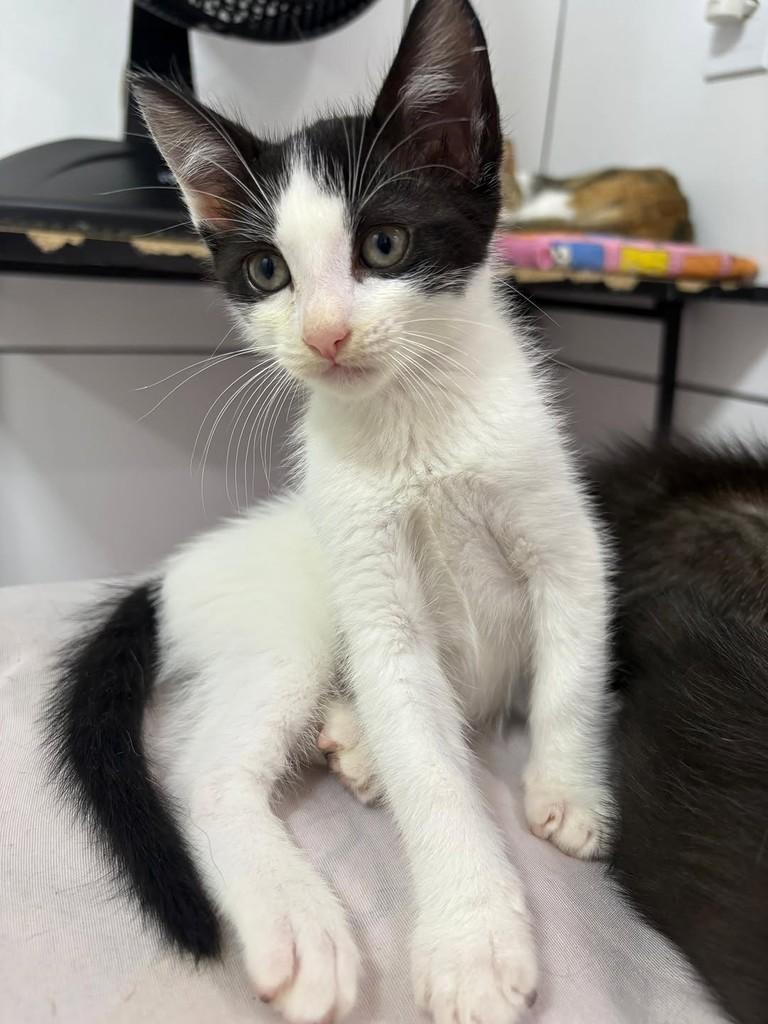 Floquinho, gato de porte pequeno para adoção em Rio de Janeiro - RJ — foto 2 de 4