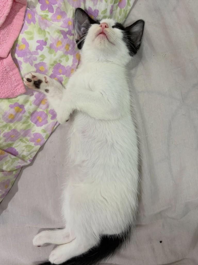 Floquinho, gato de porte pequeno para adoção em Rio de Janeiro - RJ — foto 3 de 4
