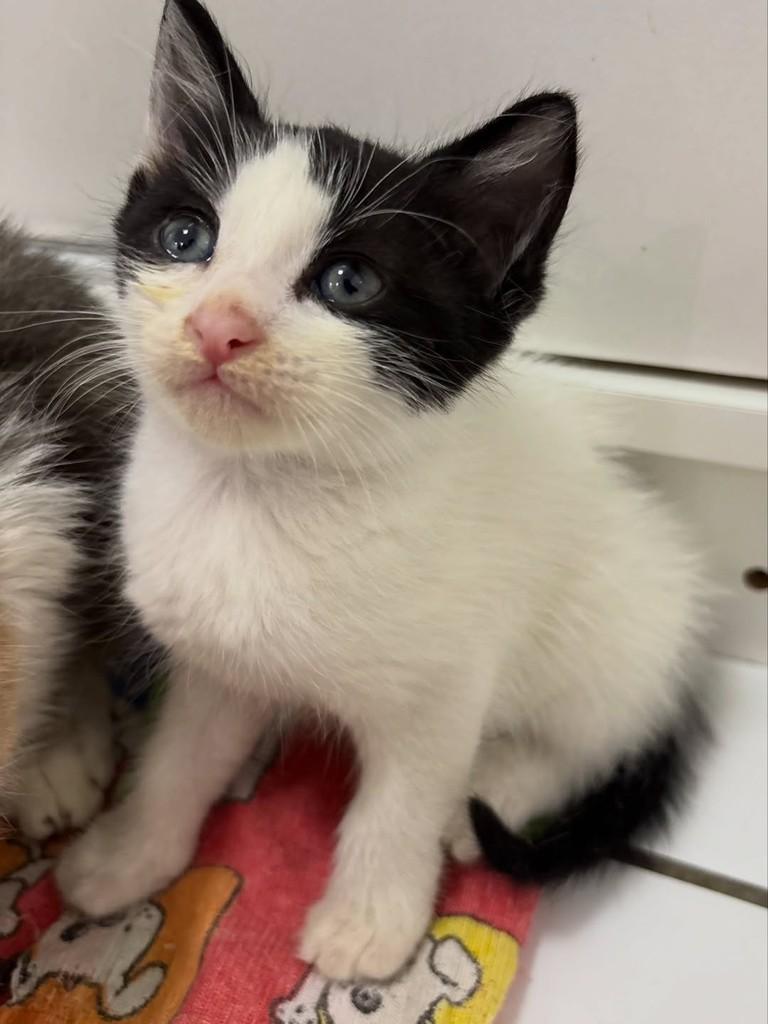 Floquinho, gato de porte pequeno para adoção em Rio de Janeiro - RJ — foto 4 de 4