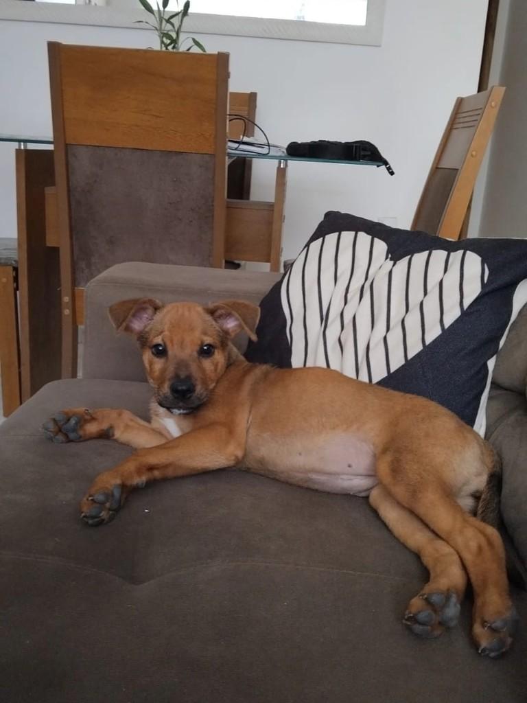Meg, cadela de porte médio para adoção no Rio de Janeiro - RJ — foto 4 de 5