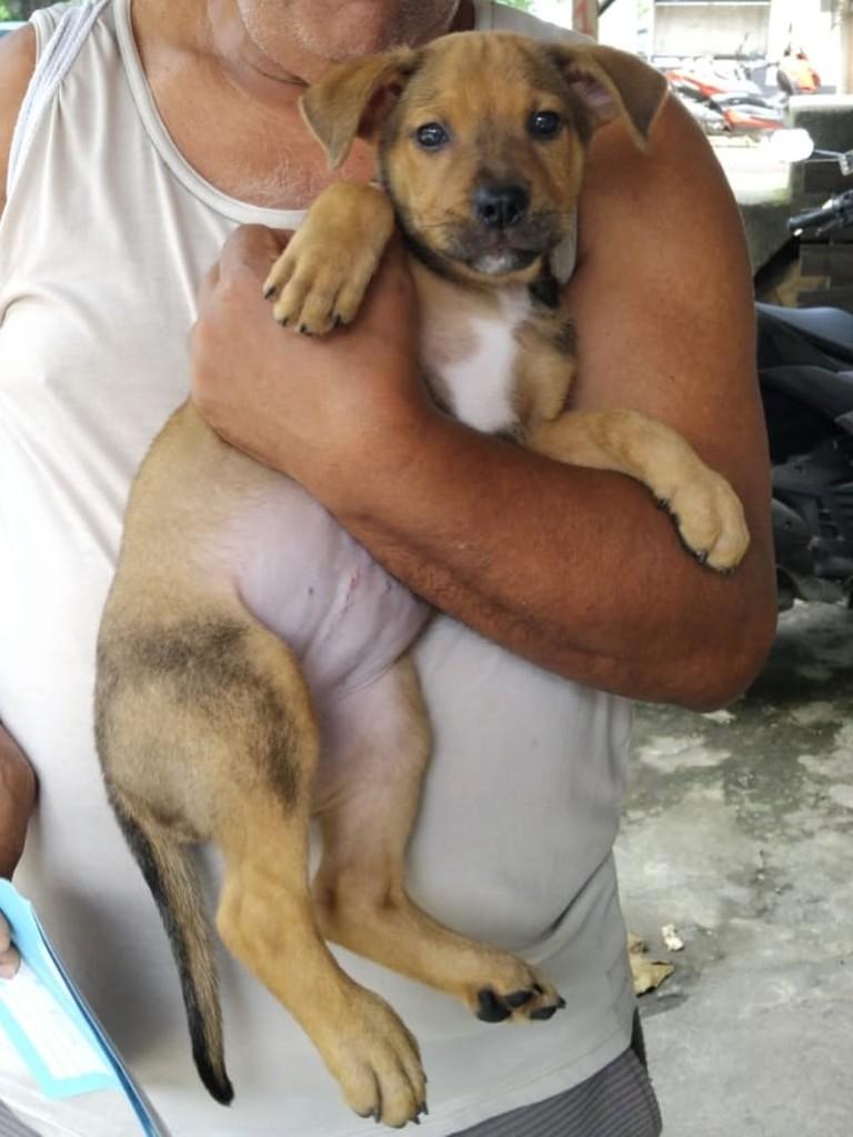 Meg, cadela de porte médio para adoção no Rio de Janeiro - RJ — foto 5 de 5