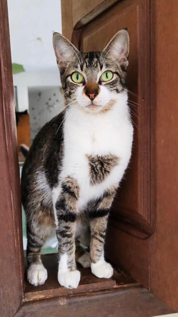 Nadson, gato de porte pequeno para adoção em Salvador - BA