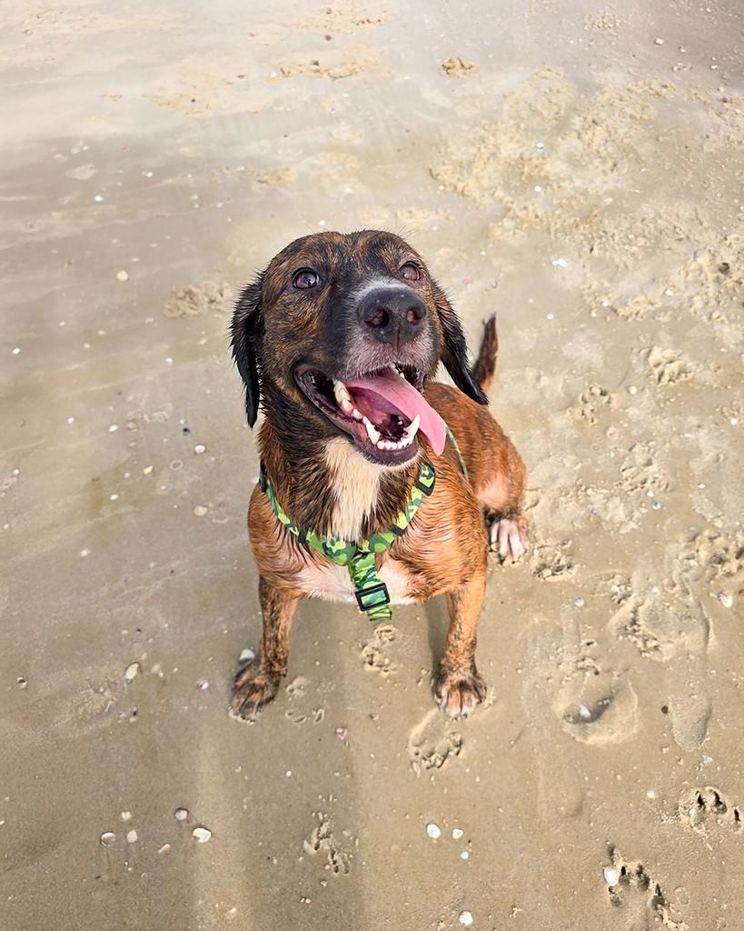 Bruninho, cachorro de porte médio para adoção em Salvador - BA