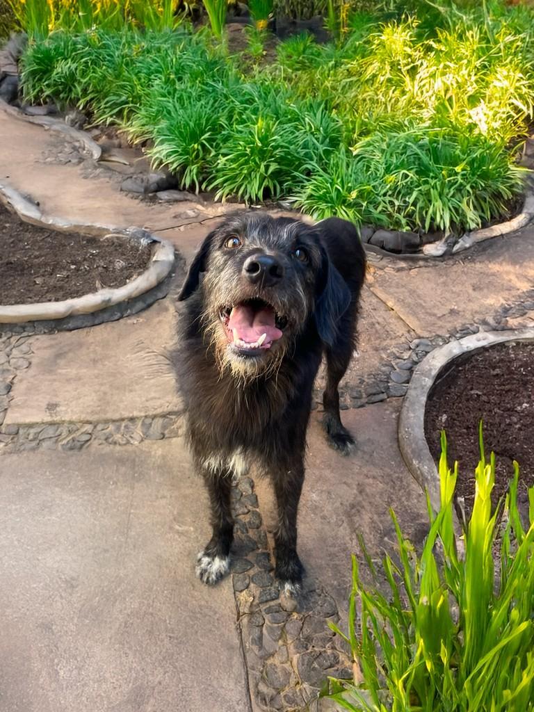 Sprite, cachorro de porte médio para adoção em Salvador - BA