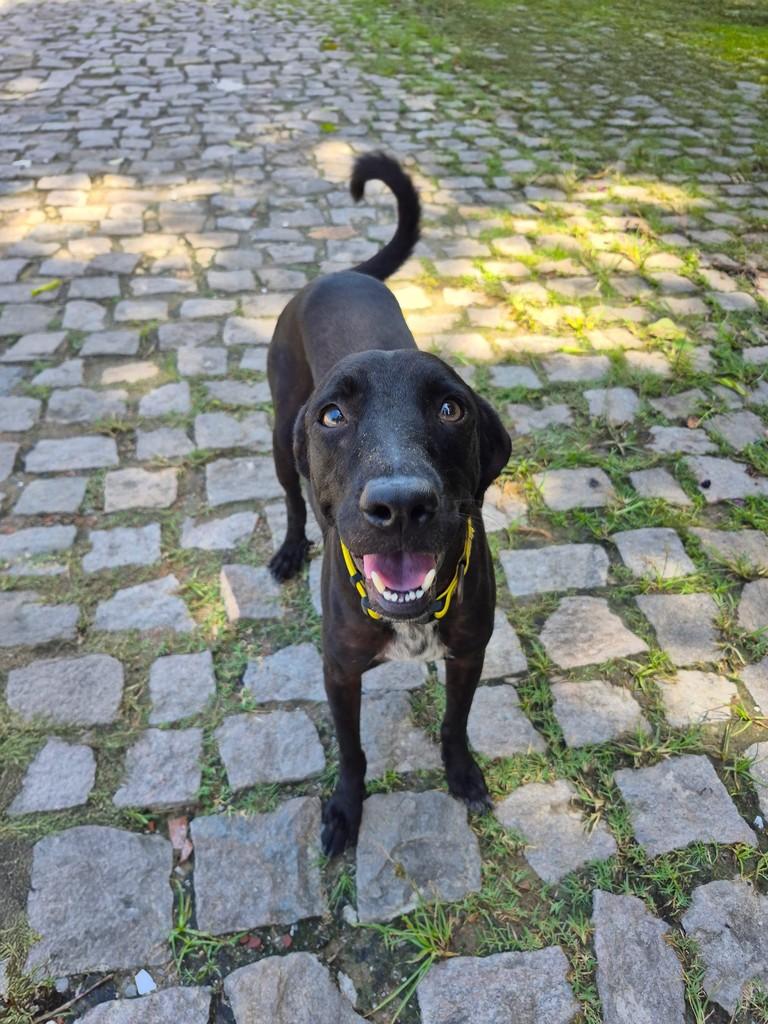 Oreo, cachorro de porte médio para adoção em Salvador - BA