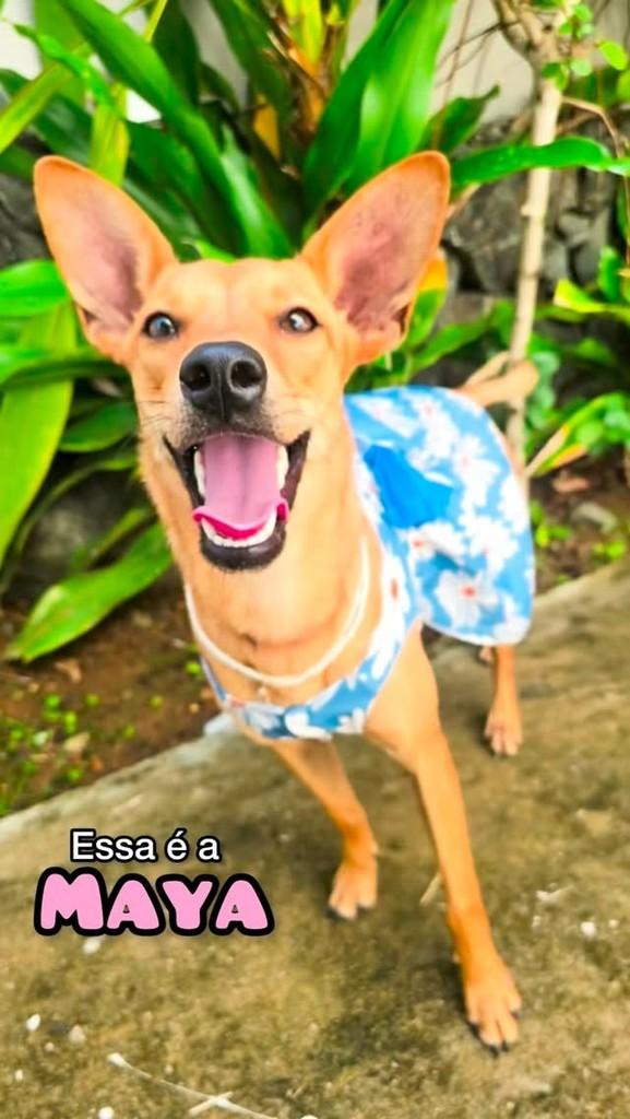 Maya, cachorro de porte pequeno para adoção em Salvador - BA