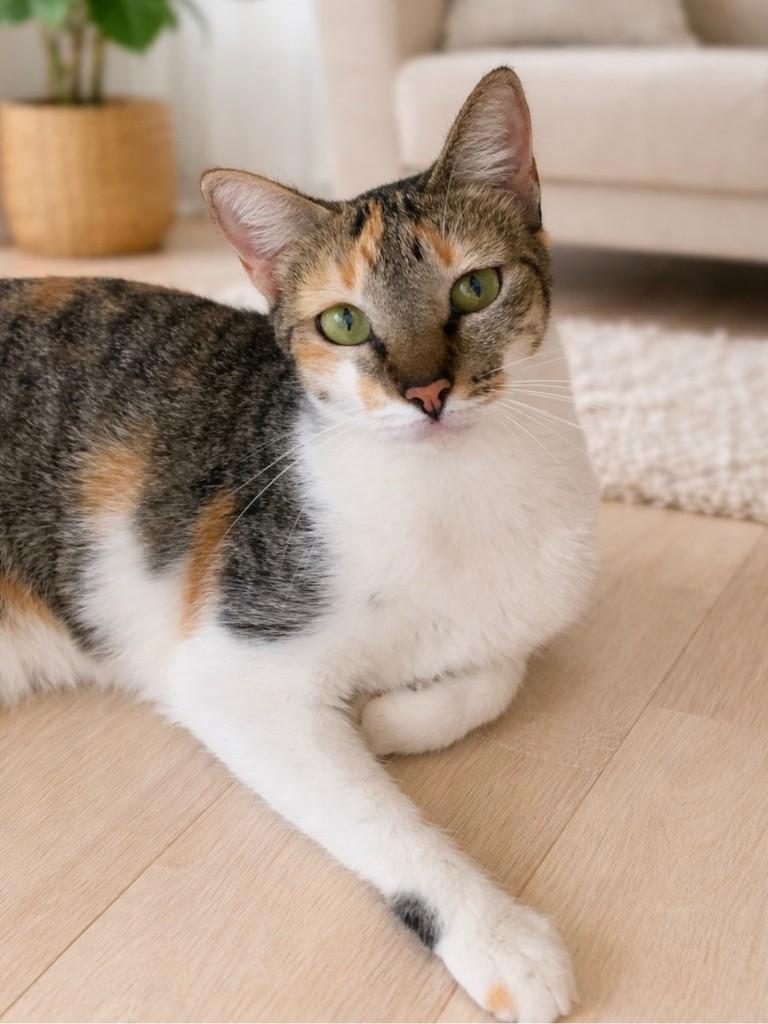 Elis, gato de porte médio para adoção em Salvador - BA