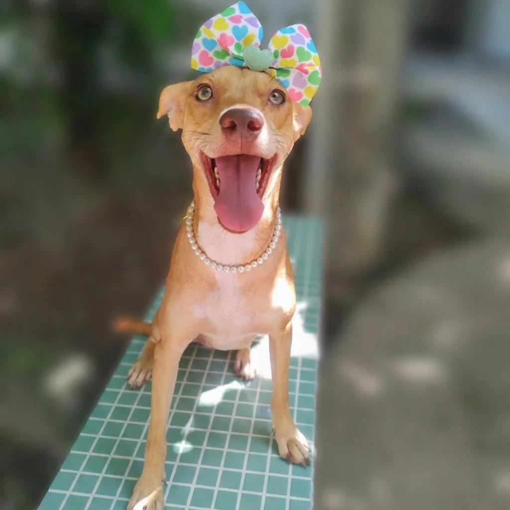 Cocada, cachorro de porte grande para adoção em Salvador - BA