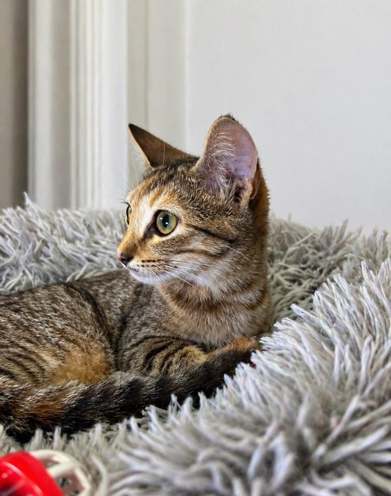 Mel, gata de porte pequeno para adoção em Salvador - BA
