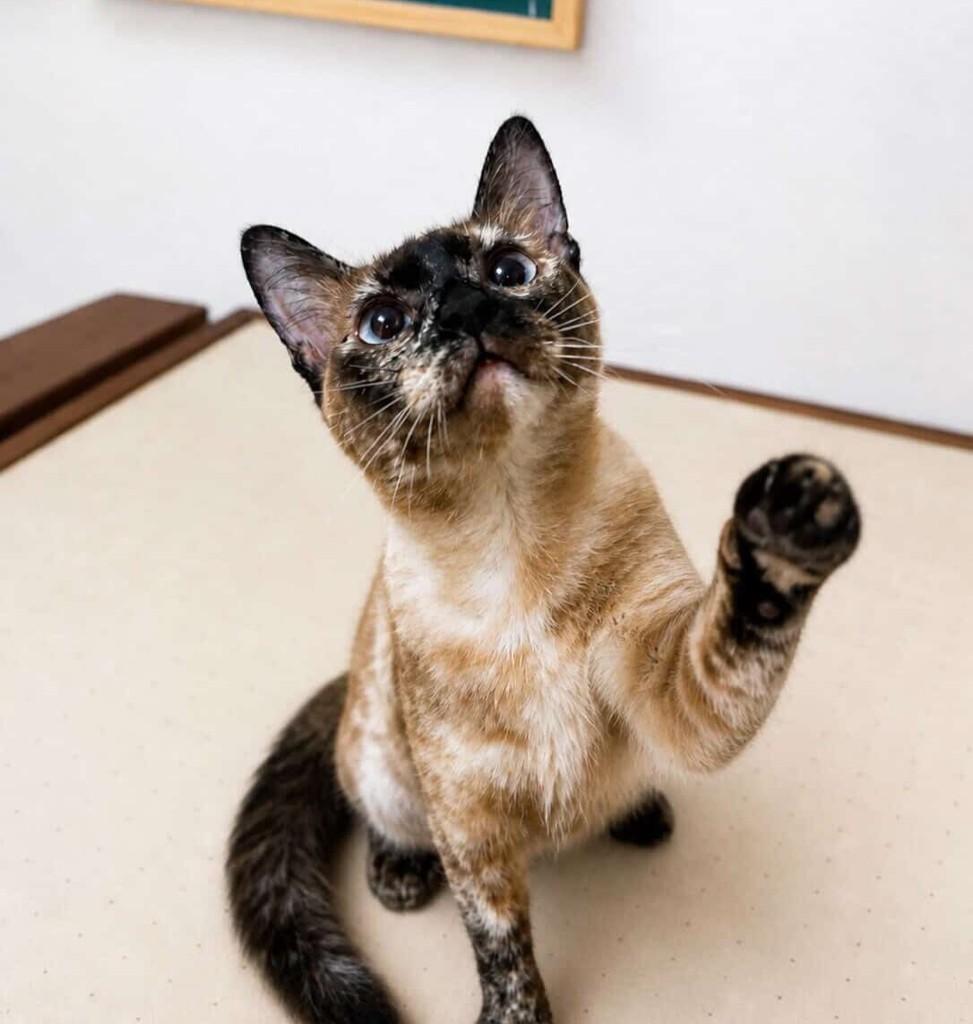 Berenice, gata de porte pequeno para adoção em Salvador - BA