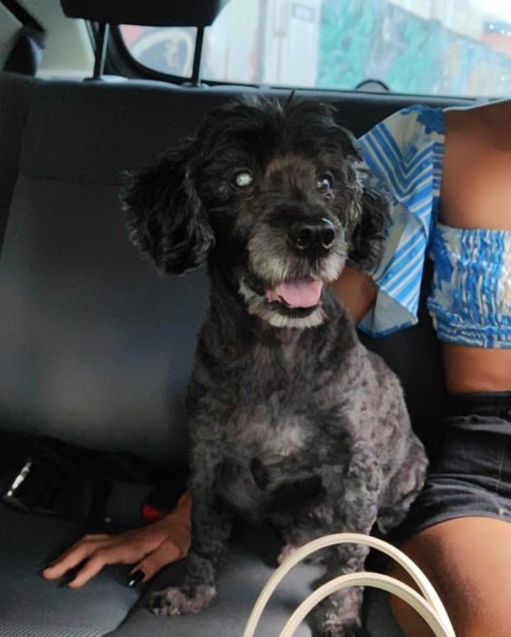 Nick, cachorro de porte pequeno para adoção em Salvador - BA