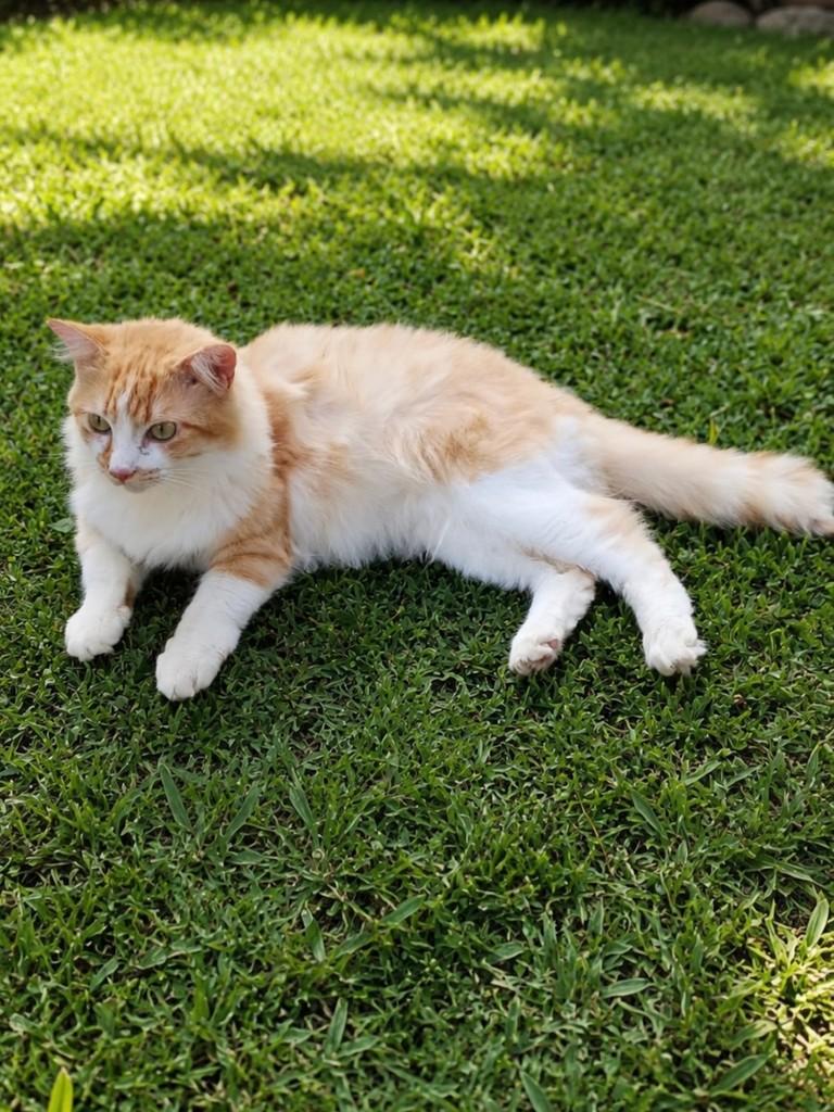 Dilan, gato de porte médio para adoção em Salvador - BA