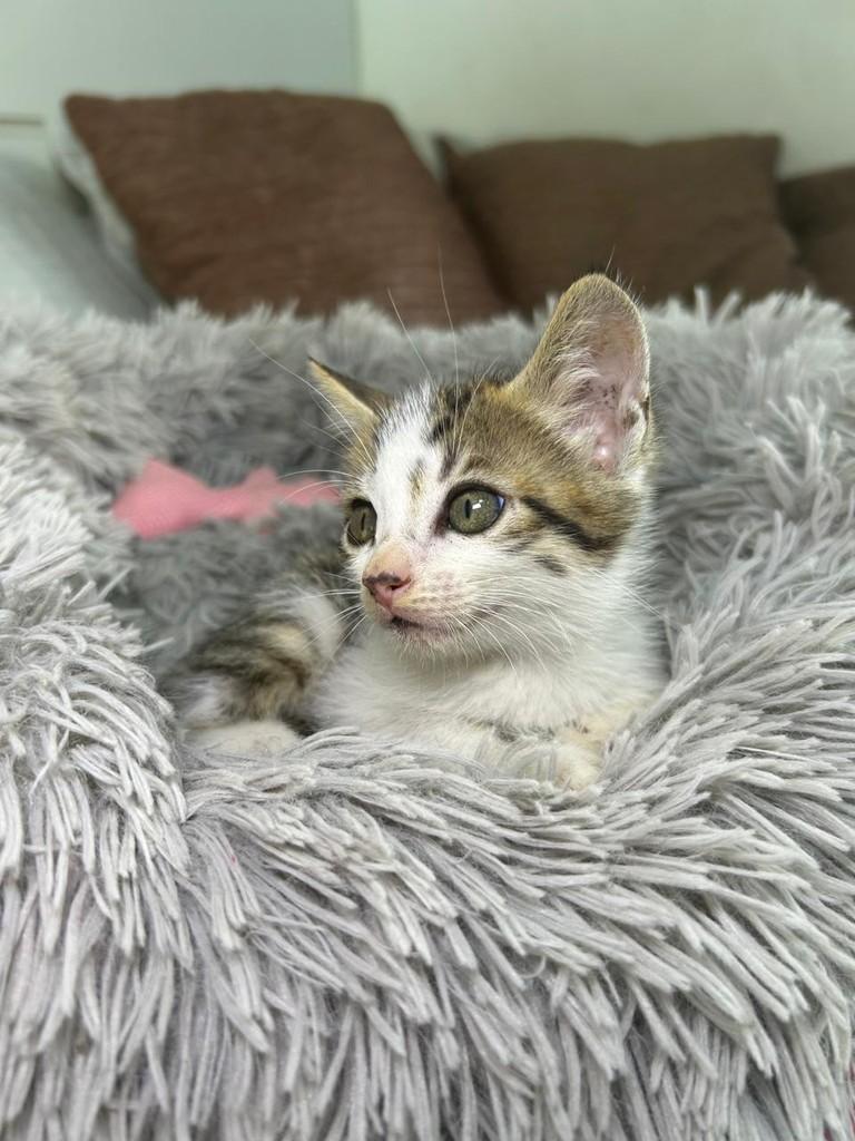 Tico, gato de porte pequeno para adoção em Salvador - BA
