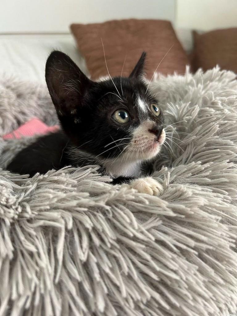 Vinny, gato para adoção em Salvador - BA