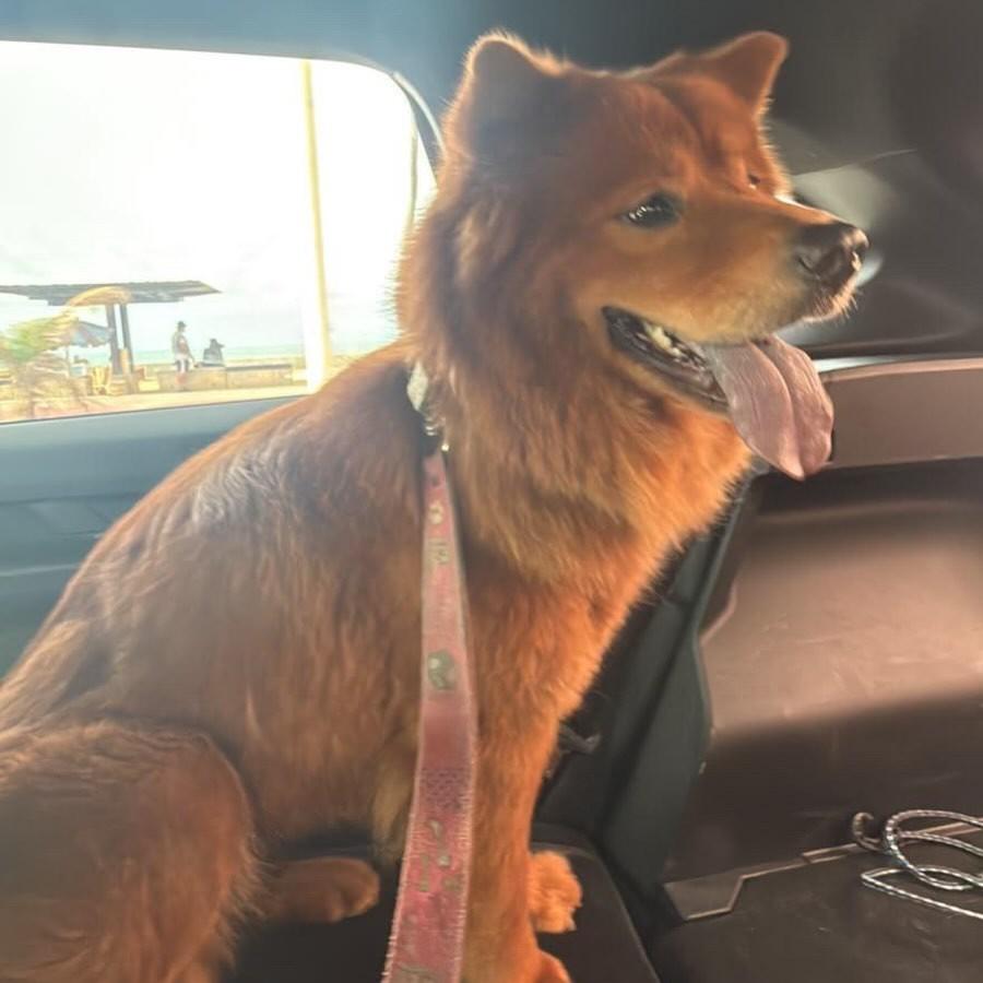 Cachorrinha, cadela de porte pequeno para adoção em Salvador - BA
