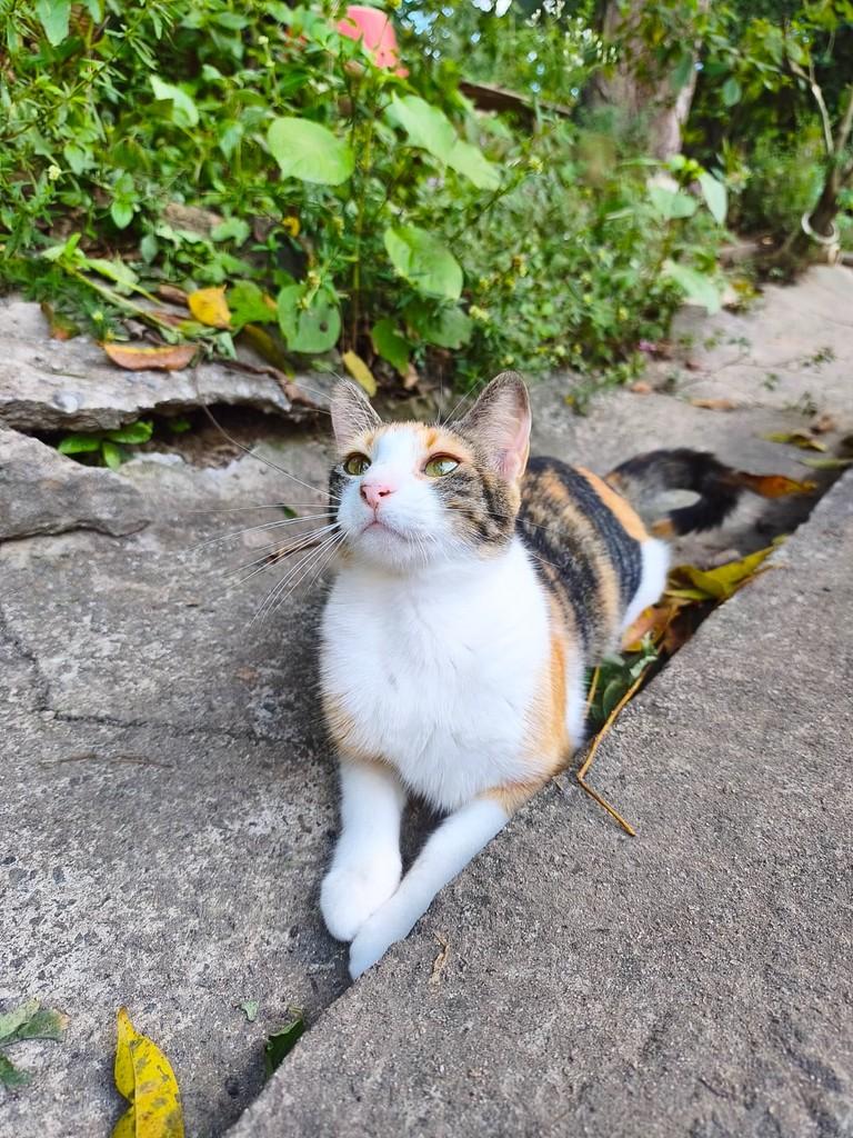 Lorrany, gata de porte médio para adoção em Salvador - BA
