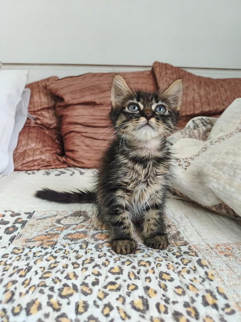 Docinho, gata de porte pequeno para adoção em Salvador - BA