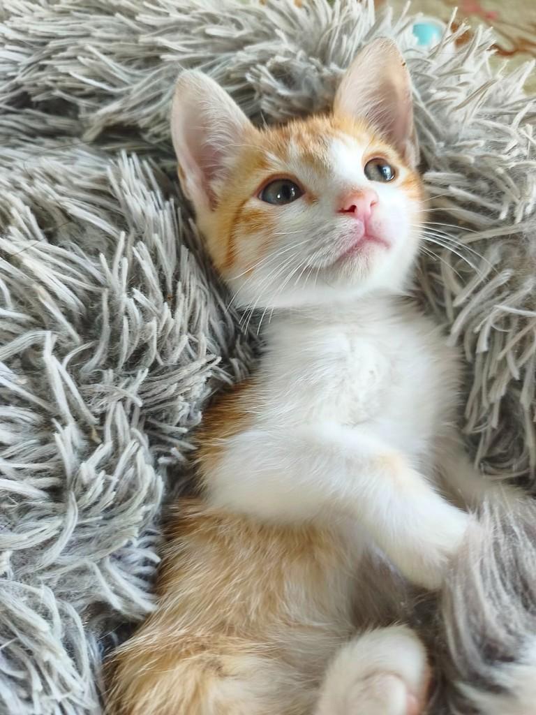 Otávio, gato de porte pequeno para adoção em Salvador - BA