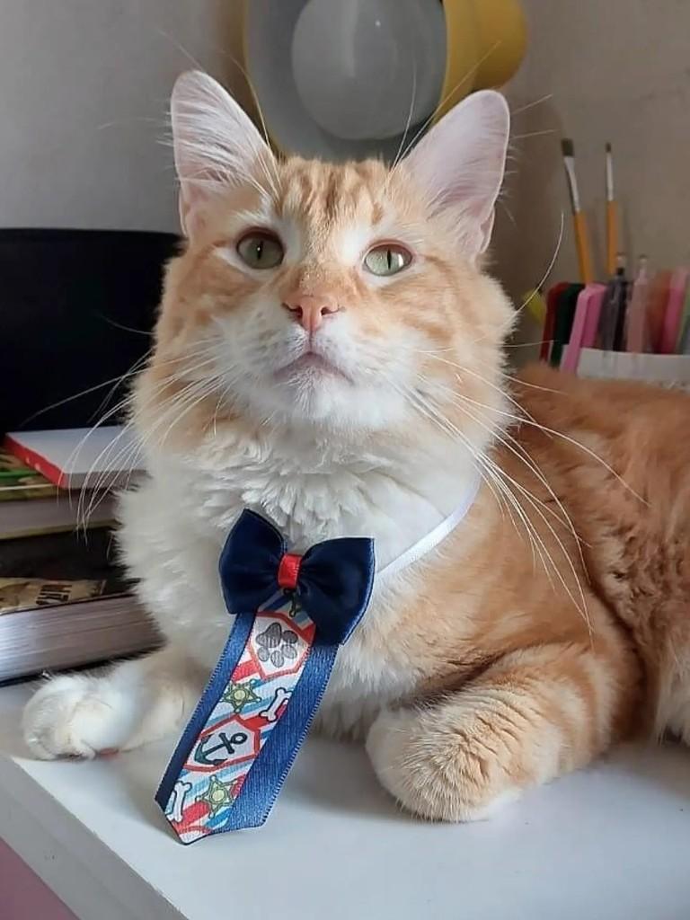 Théo, gato de porte médio para adoção em Salvador - BA