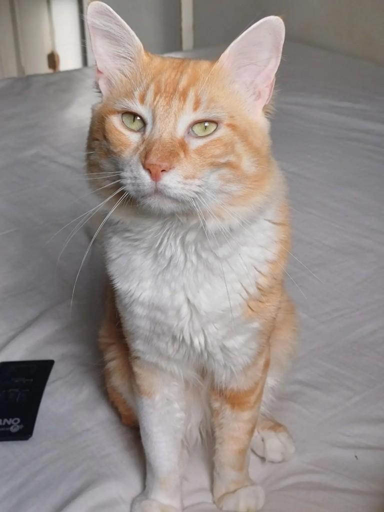 Théo, gato de porte médio para adoção em Salvador - BA — foto 2 de 5