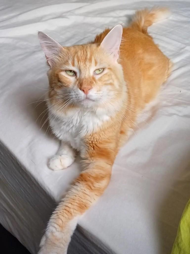 Théo, gato de porte médio para adoção em Salvador - BA — foto 3 de 5