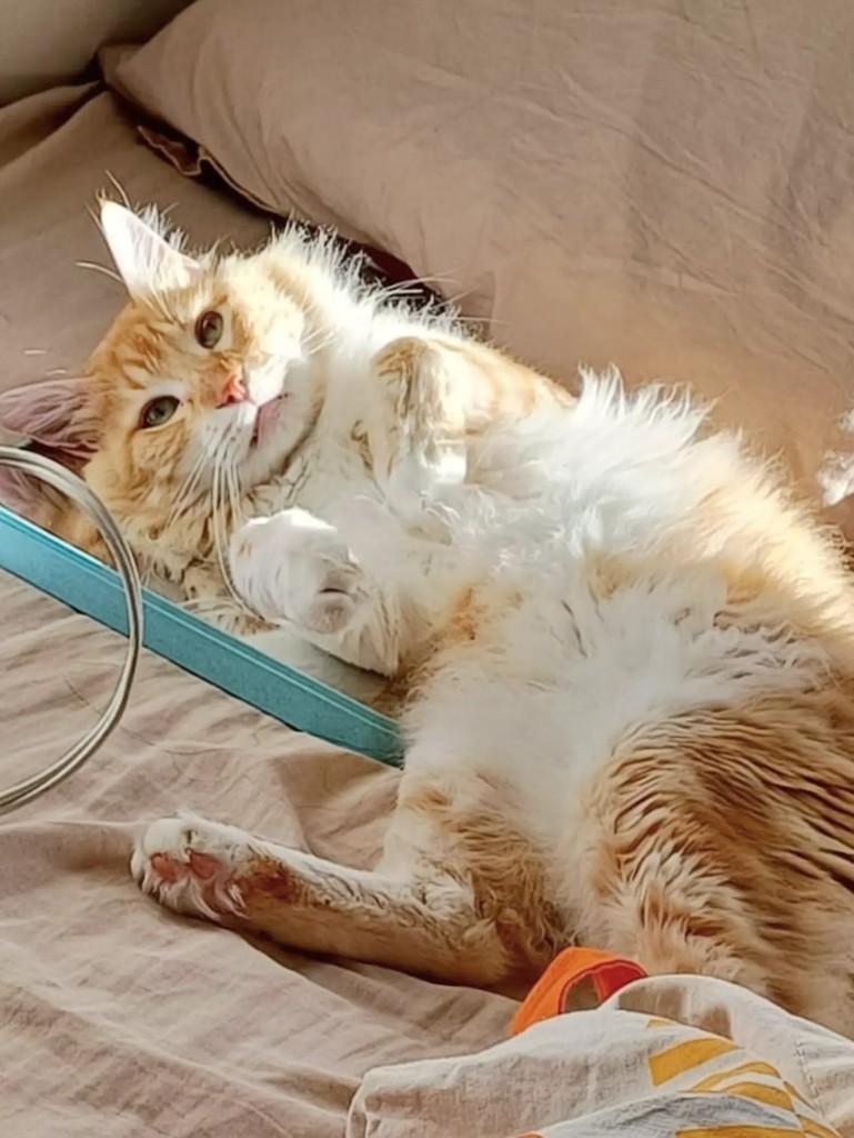 Théo, gato de porte médio para adoção em Salvador - BA — foto 4 de 5