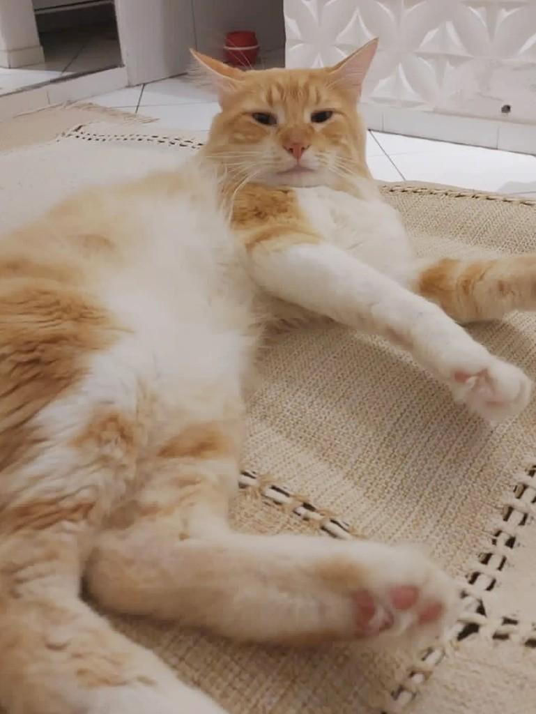 Théo, gato de porte médio para adoção em Salvador - BA — foto 5 de 5