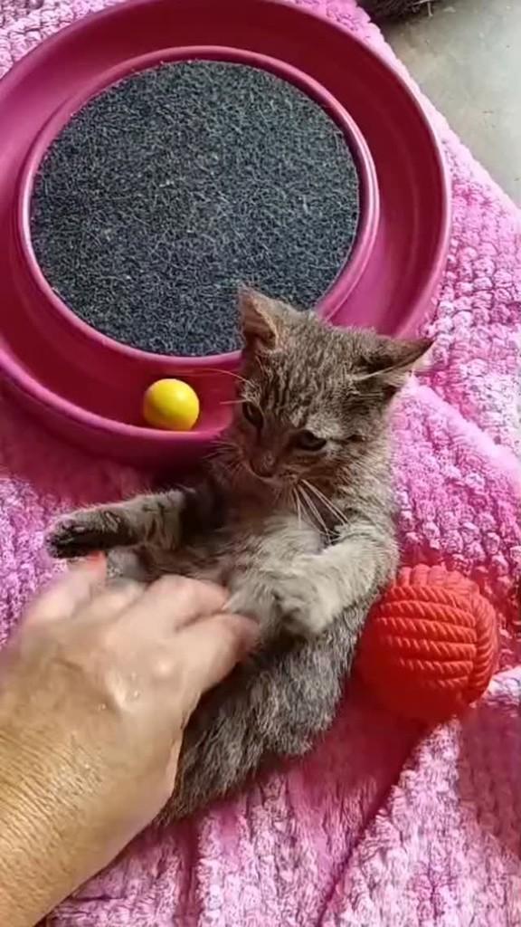 Sachê, gato de porte pequeno para adoção em João Pessoa - PB