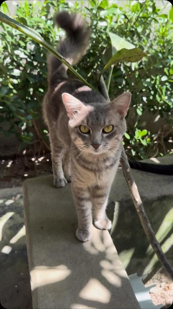 Bred, gato de porte pequeno para adoção em João Pessoa - PB