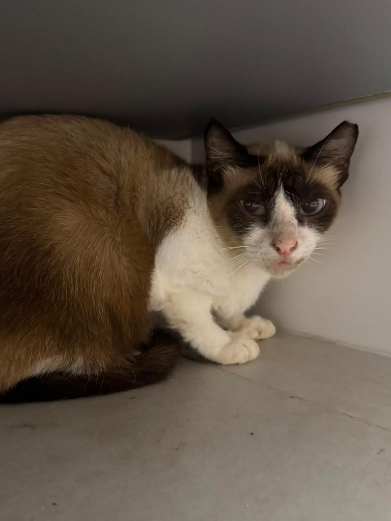 Chiquinha, gata de porte pequeno para adoção em João Pessoa - PB