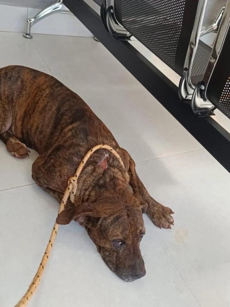 Valente, cachorro de porte pequeno para adoção em Santa Tereza do Oeste - PR