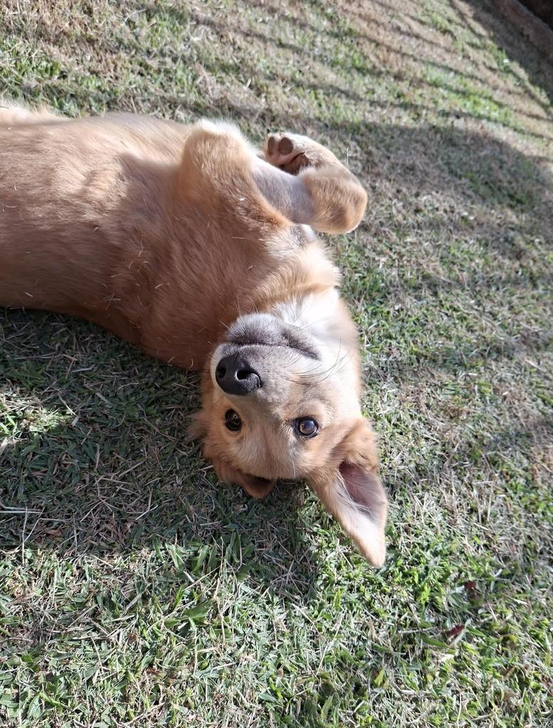 Baby, cachorro de porte pequeno para adoção em Santa Tereza do Oeste - PR
