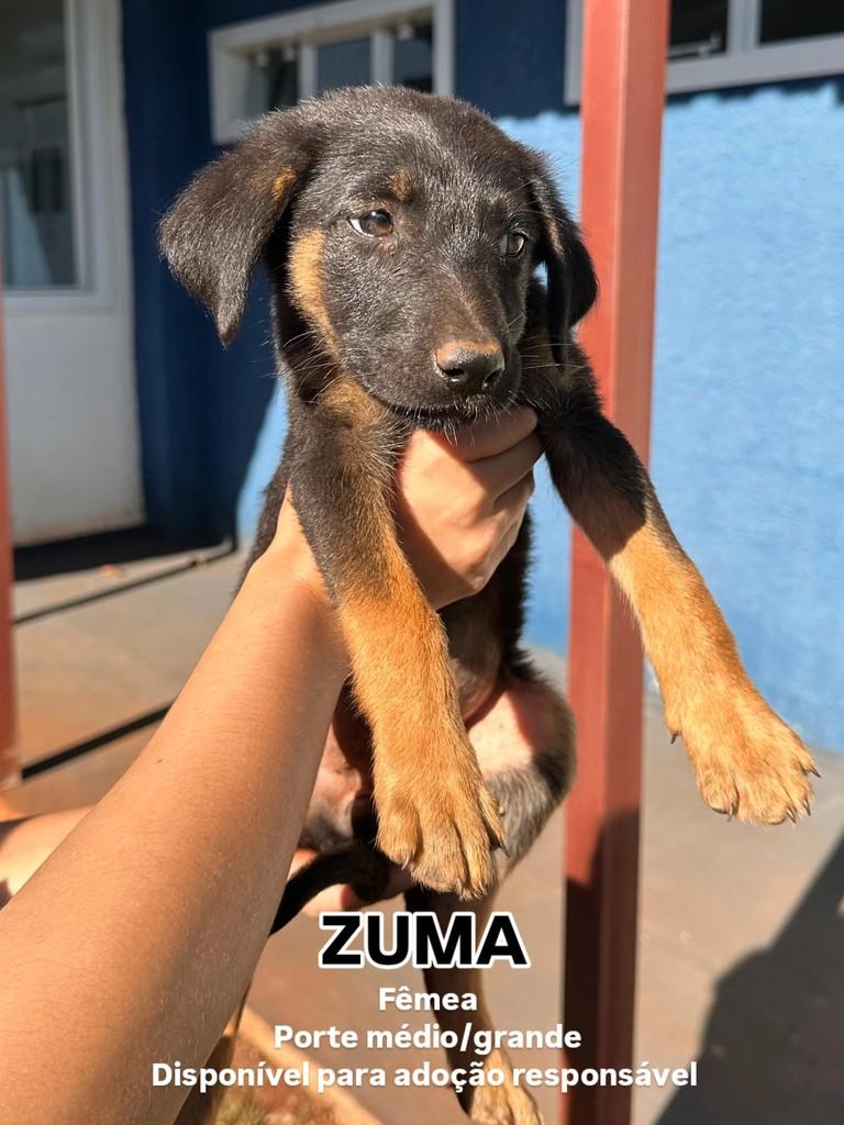Princesa, cadela de porte médio para adoção em São Miguel do Iguaçu - PR