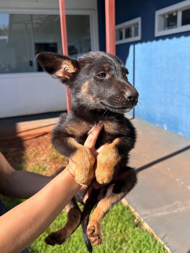 Fofinho, cachorro de porte pequeno para adoção em São Miguel do Iguaçu - PR