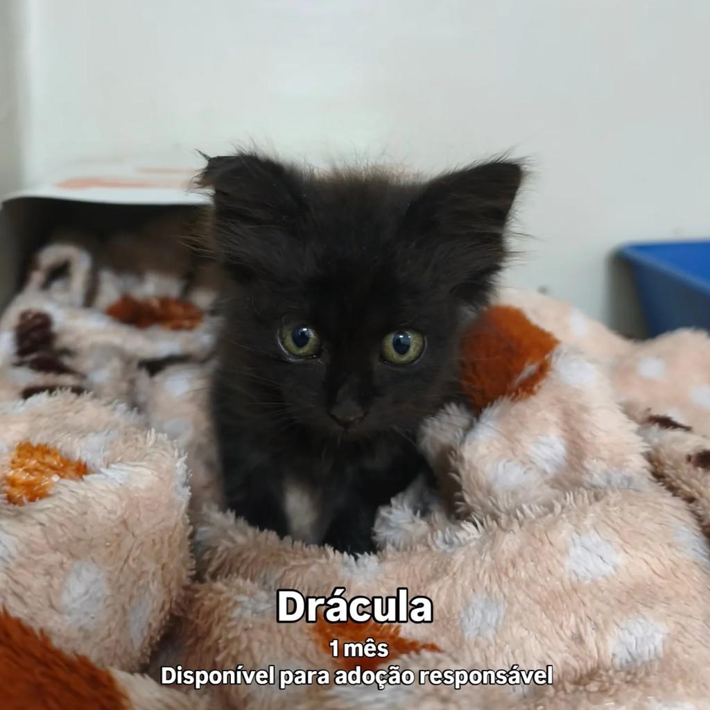 Drácula, gato de porte pequeno para adoção em São Miguel do Iguaçu - PR