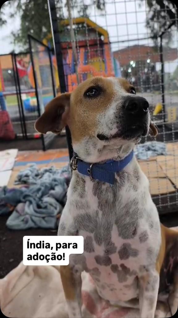 Índia, cachorro de porte médio para adoção em São Miguel do Iguaçu - PR