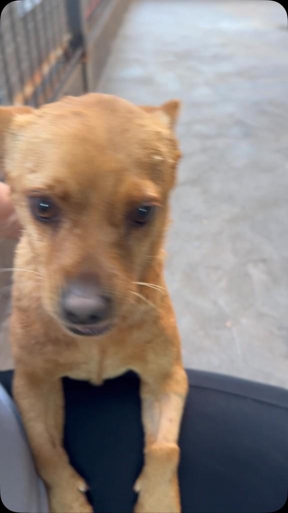 Granada, cachorro de porte médio para adoção em São Miguel do Iguaçu - PR