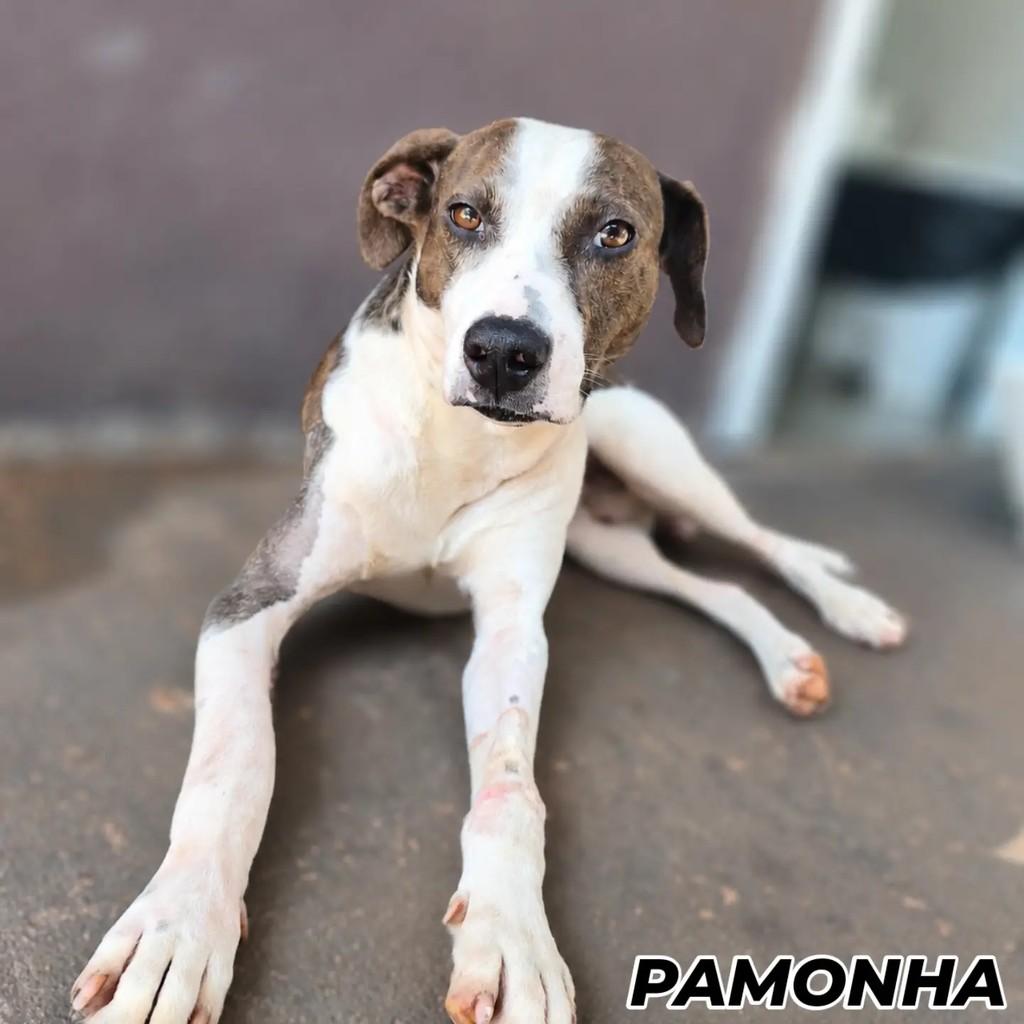 Pamonha, cachorro de porte grande para adoção em São Miguel do Iguaçu - PR
