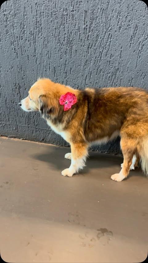 Lolla, cadela de porte pequeno para adoção em São Miguel do Iguaçu - PR