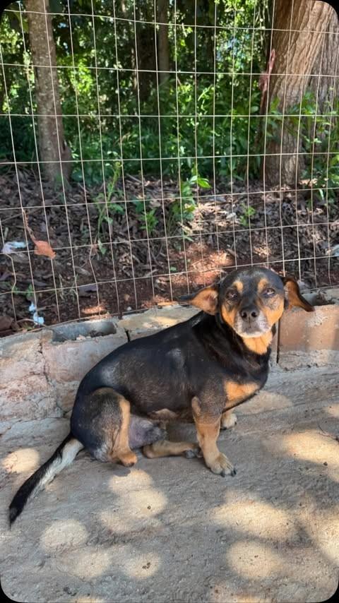 Chico, cachorro de porte médio para adoção em São Miguel do Iguaçu - PR