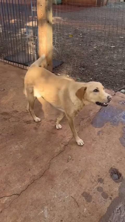 Laranjinha, cachorro de porte médio para adoção em São Miguel do Iguaçu - PR