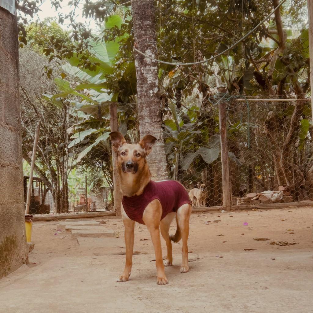 Chloe, cachorro de porte pequeno para adoção em Rio Preto - MG